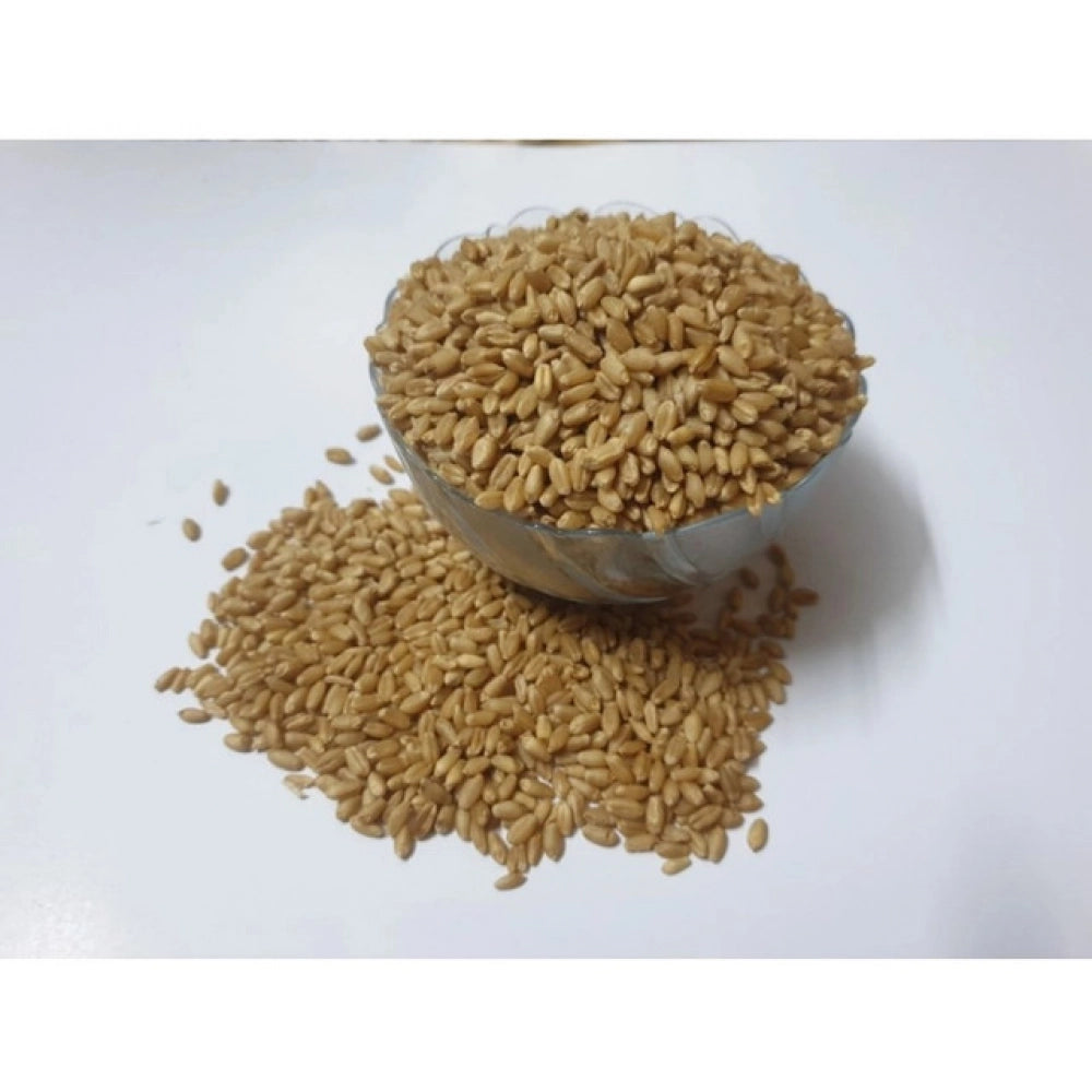 Snuggle Lifestyle Co. Wheatgrass Microgreen Seeds – Easy to Grow, Quick Harvest
