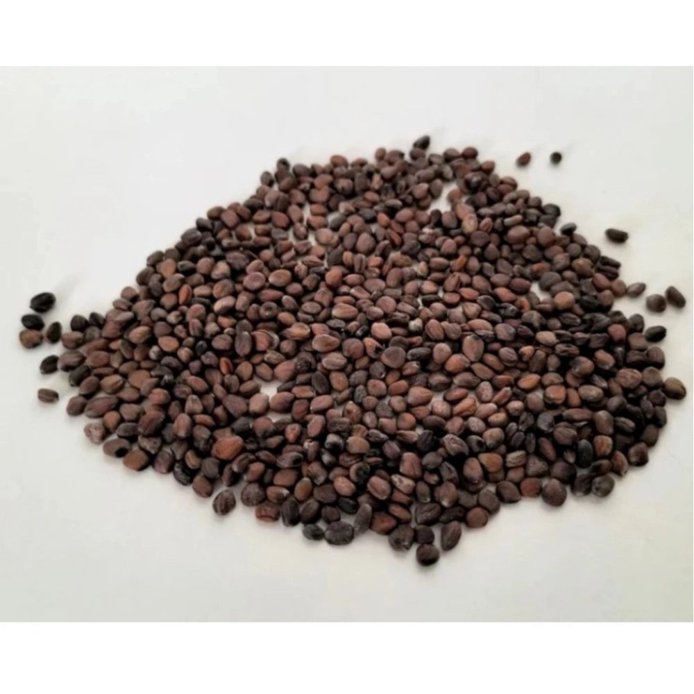 Snuggle Lifestyle Co. Sango Radish Microgreen Seeds – Quick Harvest, Suitable for Any Space
